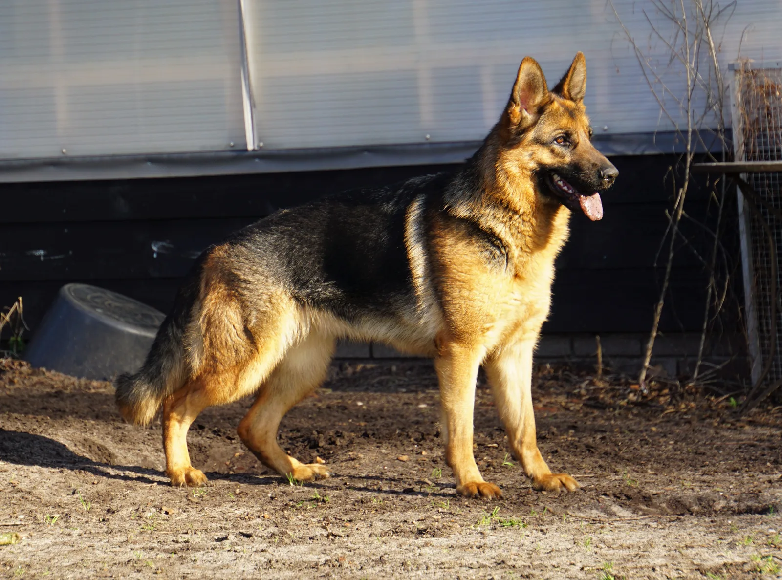 Duitse herder pup